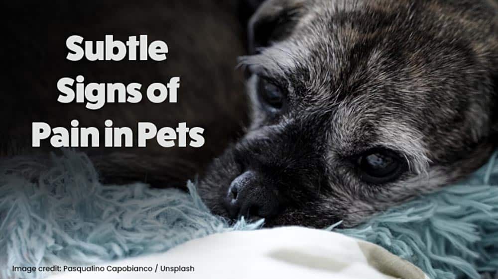 A close-up of a dog resting with text overlay reading "Subtle Signs of Pain in Pets.