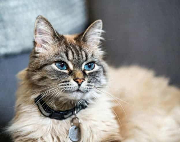 Long-haired cat with blue eyes and a collar with tags, sitting indoors on a neutral colored surface.