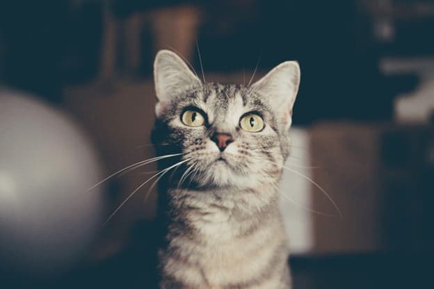 A gray tabby cat with green eyes looks slightly upward, sitting indoors with a blurred background.