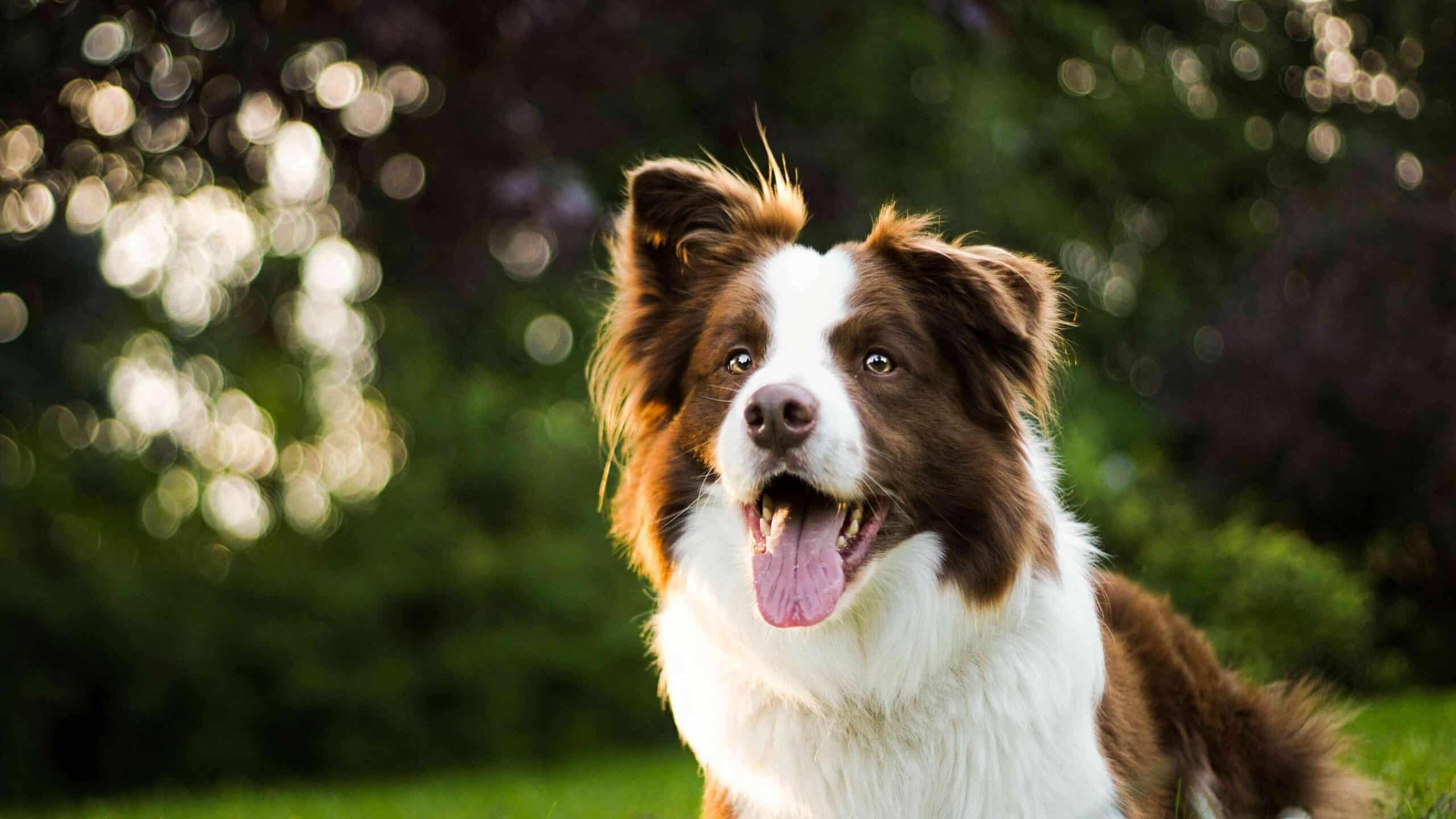 A brown and white dog with its mouth open sits on grass outdoors, with greenery and sunlight blurred in the background.