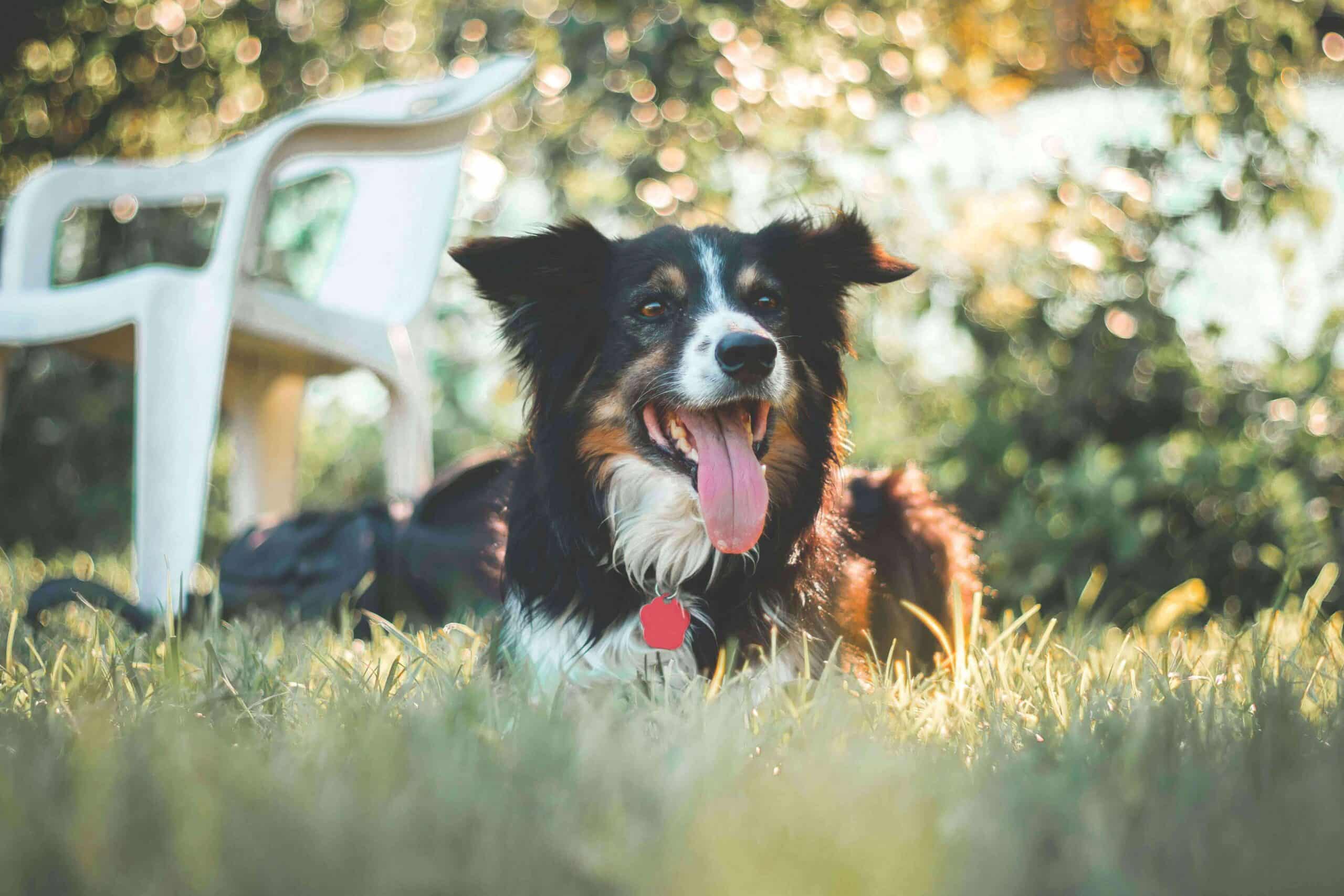 Is your pet stressed this summer? Learn common triggers, signs of pet anxiety, and how to keep your pet calm, safe, and comfortable.