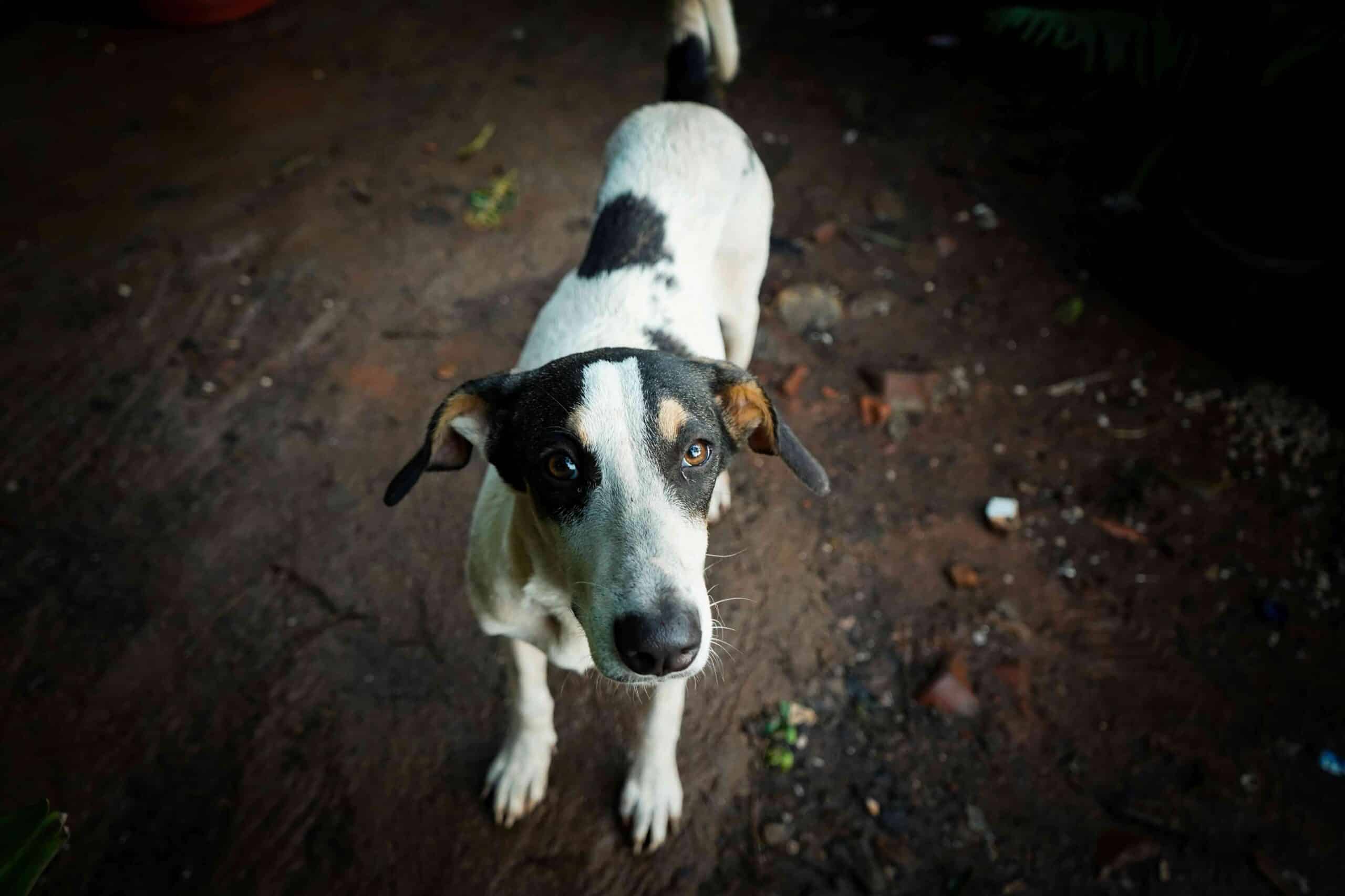 A white dog with black spots stands on a dirt ground, looking up at the camera with ears slightly back.
