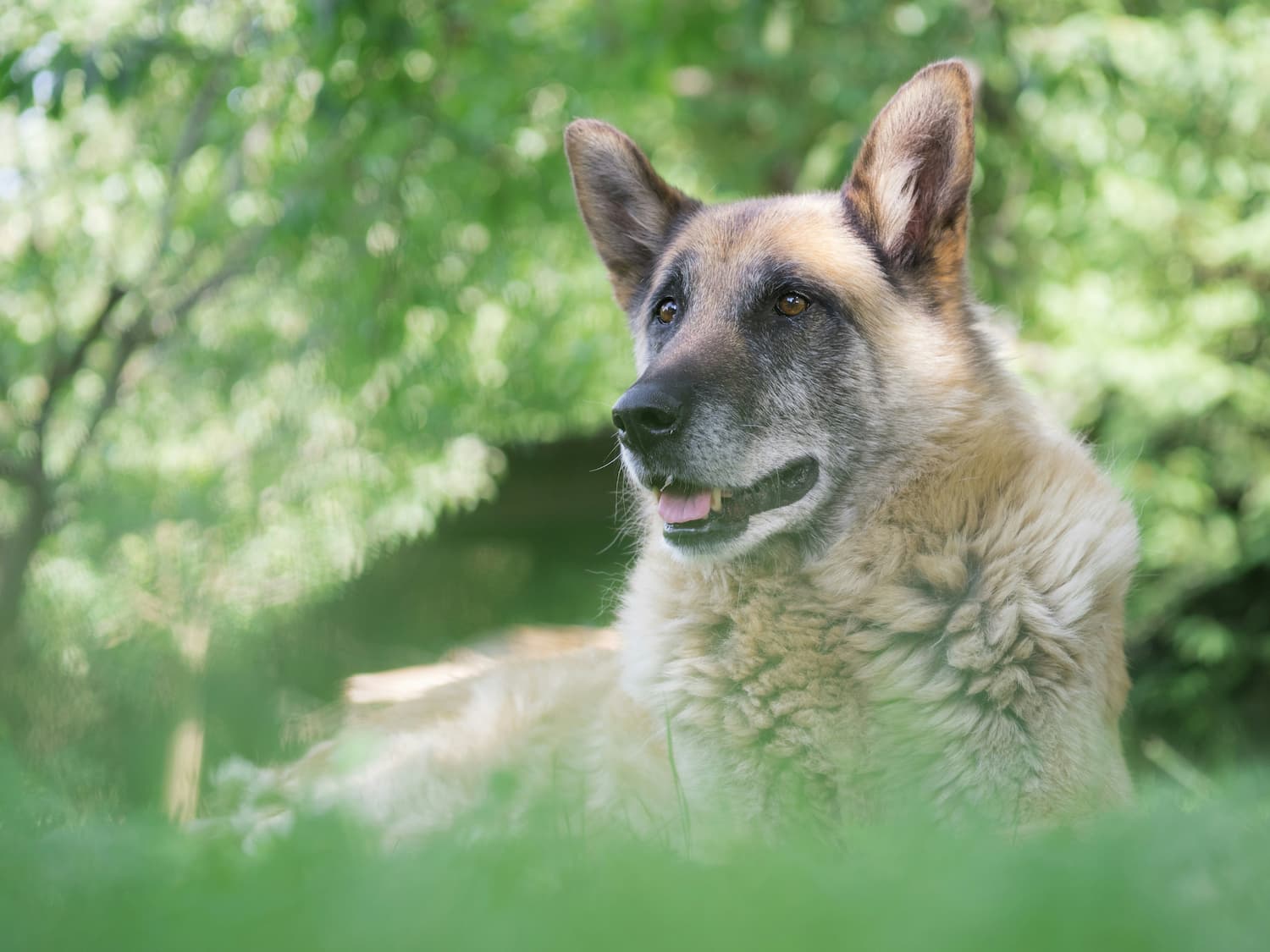 A German Shepherd dog with tan and black fur lies on grass outdoors, surrounded by green foliage.