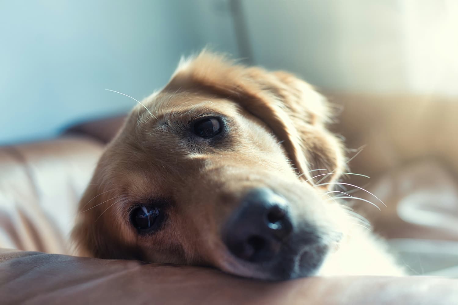 A close-up of a dog's face as it rests its head on a brown sofa, with sunlight coming in from the background.